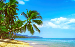 palm tree at beach